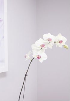 White orchids