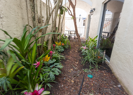 Alleyway with a few plants and small trees growing