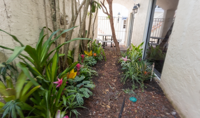 Alleyway with plants and small trees growing