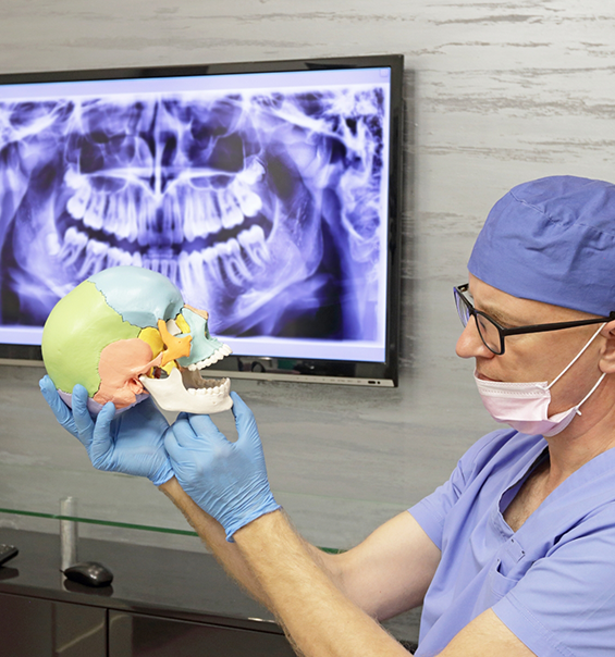 Dentist holding a model of the skull